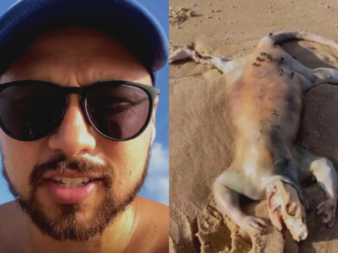 Animal "alienígena" é encontrado morto em praia na Austrália; vídeo 