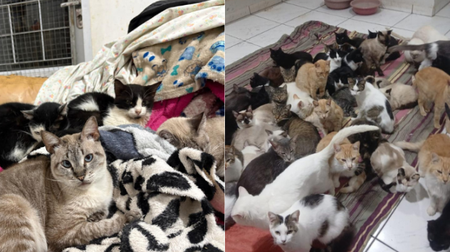 Frio ameaça 400 gatos; ONG pede doações