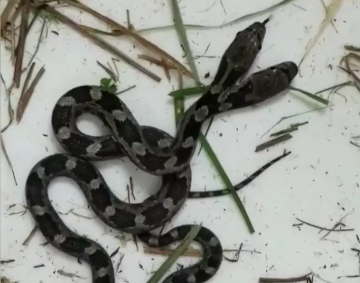 Captura de tela de um vídeo no Facebook de uma cobra de duas cabeças enviada à rede social em 28 de setembro de 2020 por Jeannie Wilson, residente em Taylorsville, Carolina do Norte.