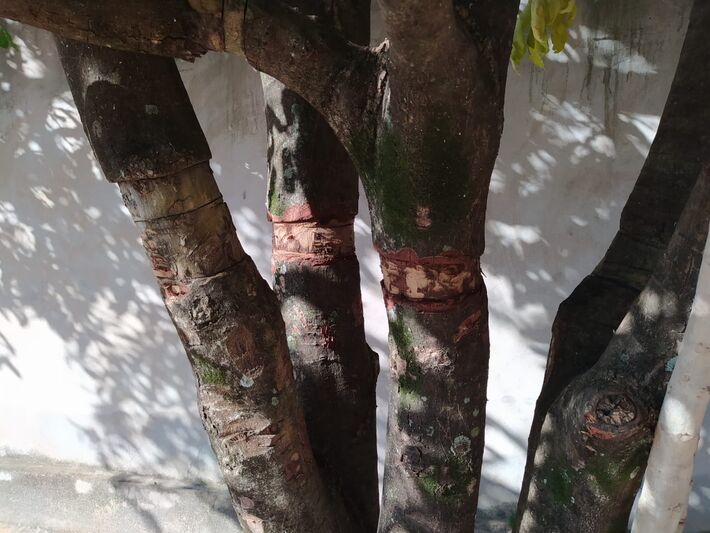 Árvores danificadas para que morram. Segundo a PMA, não passa a seiva.  