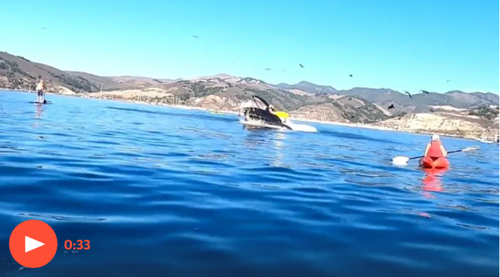 A baleia jubarte parece quase engolir caiaque na Califórnia - vídeo