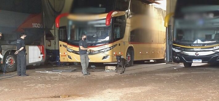 Cães farejadores encontraram cocaína e maconha em diversos ônibus de excursão em Mato Grosso do Su