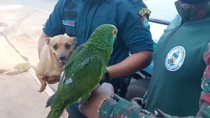 Papagaio e cadelinha resgatados 