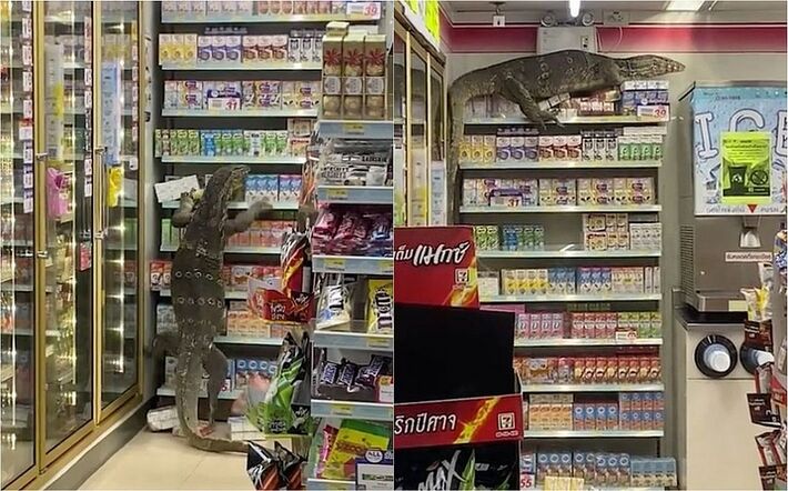 Lagarto gigante invadiu supermercado 
