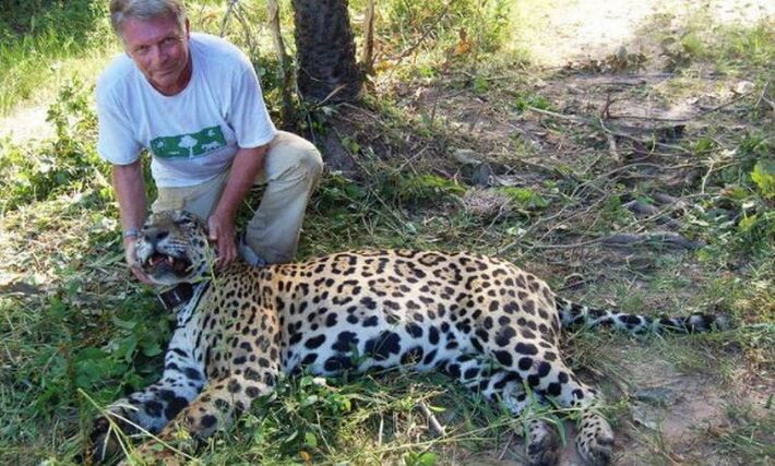 Peter Crawshaw, ao lado de onça-pintada: pioneiro na pesquisa sobre o animal no país.