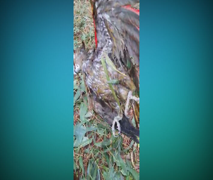 Animais morreram em decorrência da queda de granizos em Naviraí.