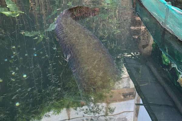 Denunciantes apontaram que animal, grande demais para aquário pequeno, só consegue nadar em círculos