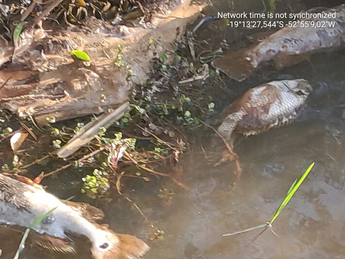 Peixes estão morrendo as margens de rio em MS.  