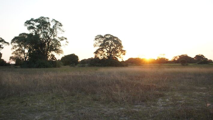 Sol no Pantanal.