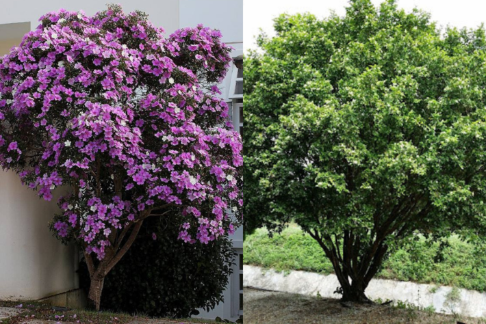 A árvore (D) com flores roxas é um "Manacá da Serra", a árvore (E) é uma "Murta de Cheiro". Foto: Reprodução