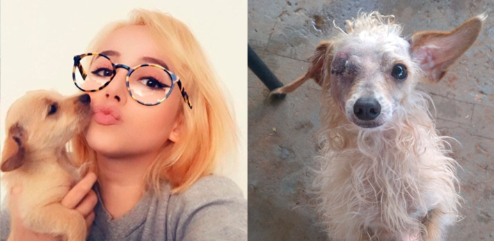 Fotos lado a lado - Nessinho e a sua tutora Mylena. Foto: Arquivo pessoal