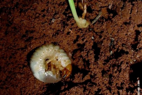 Foto: Dirceu Gassen.