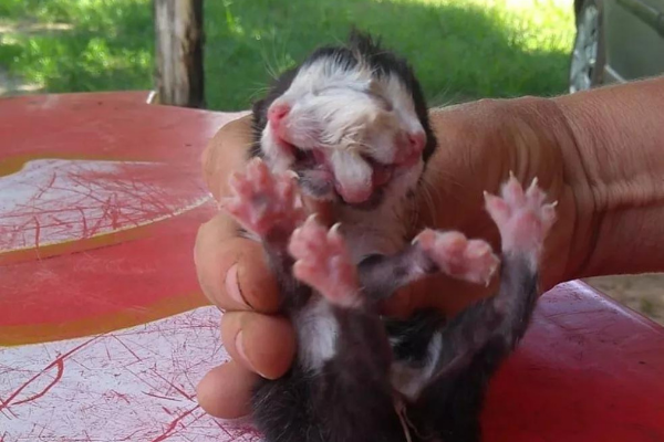 Nessa imagem o gatinho com duas faces aos 2 dias de vida. Foto: Redes sociais 
