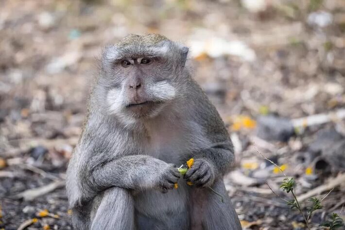 A doença é transmitida aos humanos pelos macacos. FOTO: Global Look Press