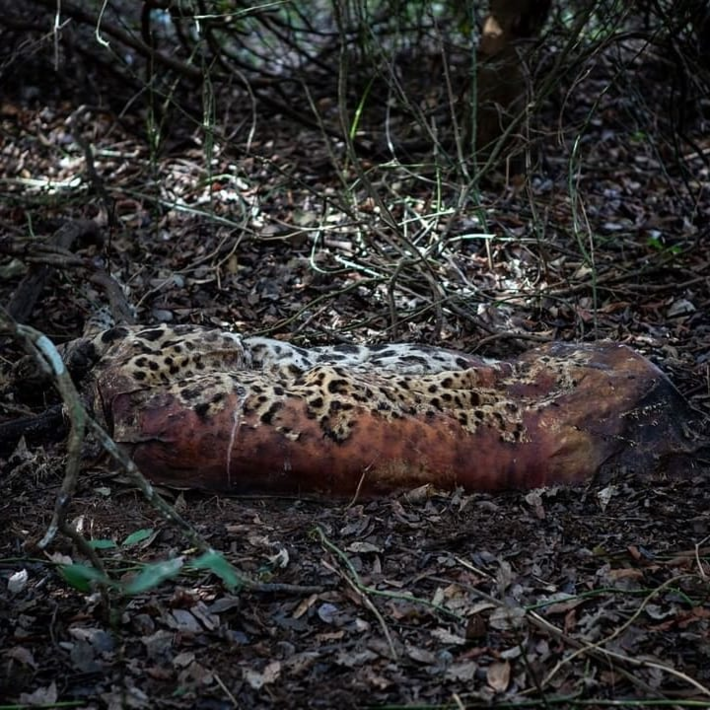 A onça-pintada estava sendo monitorada. Paralisação do sinal deu o alerta de que algo poderia ter ocorrido.