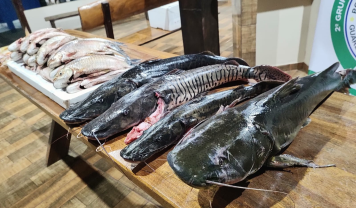 38 kg de pescado: 2 pintados, 2 cachara, 1 jaú, duas piraputanga, 28 curimbatás e 1 de dourado (espécie com pesca e transporte proibidos em MS). Foto: PMA