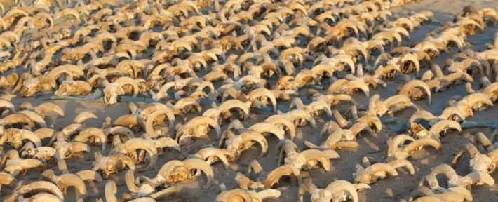 Algumas das 2.000 cabeças de carneiro descobertas no Egito. (Foto: Ministério Egípcio de Turismo e Antiguidades)