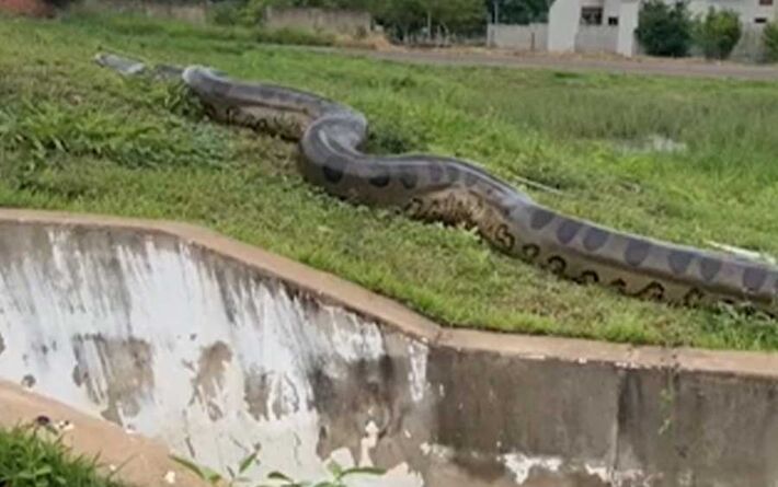 A serpente gigante emergiu de uma lagoa no bairro e percorreu alguns terrenos da área. Um vídeo do incidente foi registrado.