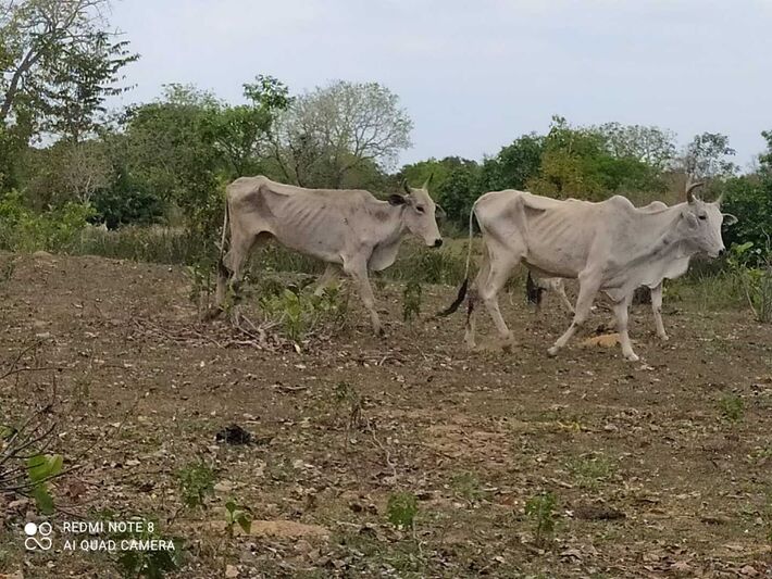 Gado desnutrido e animais mortos na fazenda do pecurista infringente. Foto: PMA