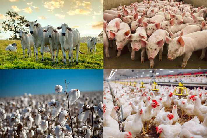 Carnes bovina, suína e de frango e algodão se beneficiaram com novos mercados em 2023. Foto: Reprodução