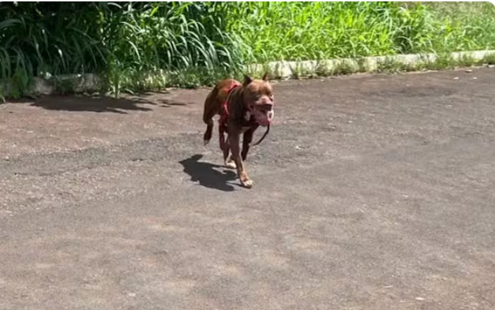 Cão da raça pit bull