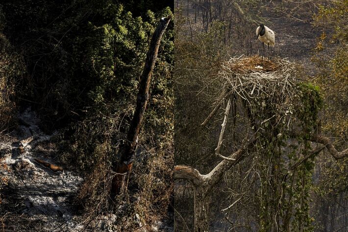 Corumbá (MS) 01/07/2024- Montagem com foto de um Tuiuiú, ave símbolo do Pantanal, protege seu ninho no dia 30/06 (acima), no dia seguinte (01/07) árvore antes vista com Tuiuiú guardando ninho com 3 ovos não resiste ao fogo e vai ao chão. Foto: Ma