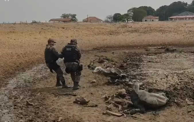 Polícia durante atendimento na fazenda onde gado morreu