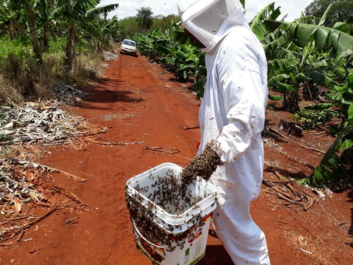 Produtora recebe indenização de R$ 200 mil por morte de milhões de abelhas contaminadas por pulverização agrícola irregular em Terenos (MS).