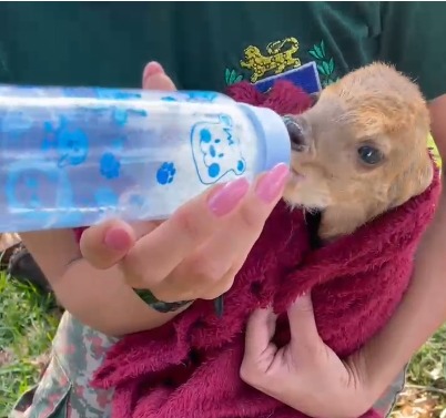 Animal foi resgatado pela PMA em MS