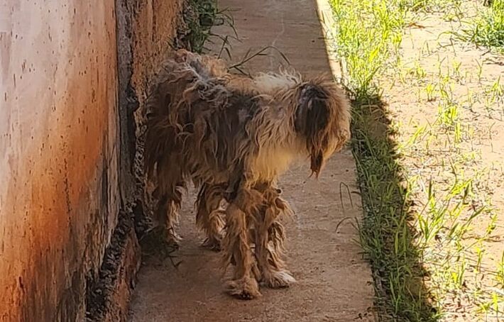 Animal foi resgatado após ação policia