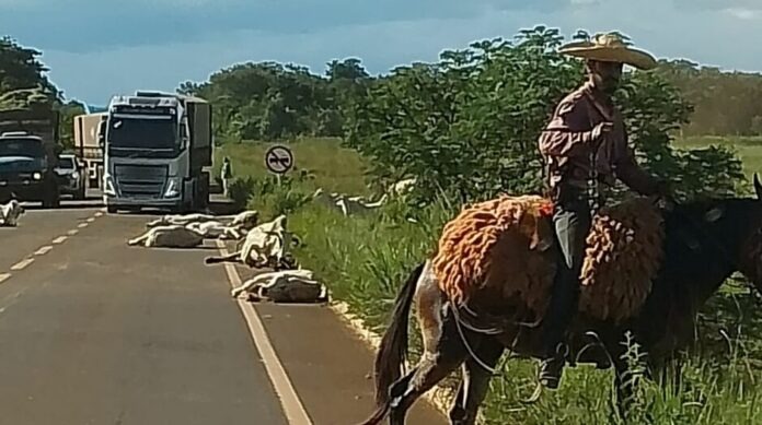 Animais mortos ao lado da pista