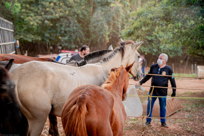 Cavalos resgatados na operação