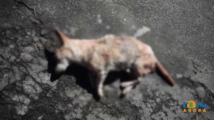 Animal não resistiu aos ferimentos