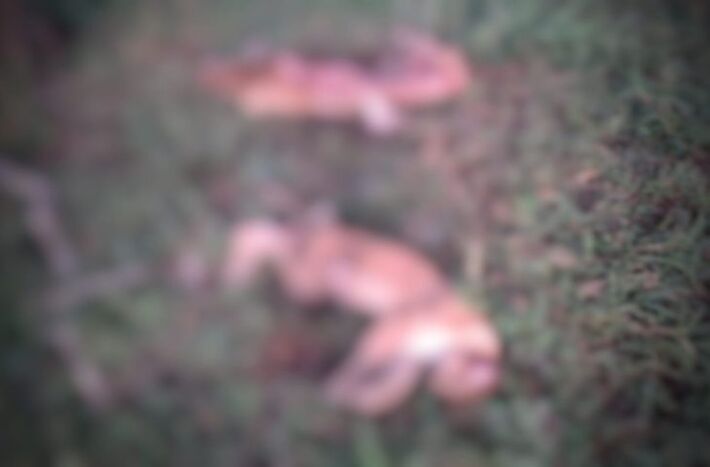 Animais foram encontrados mortos em fazenda