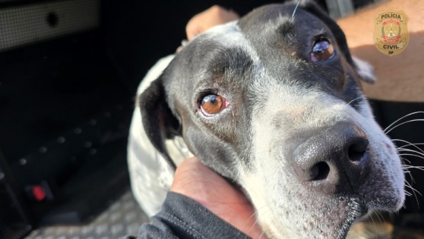 Animal foi resgatado pela Polícia Civil