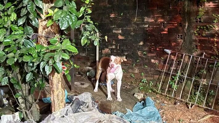Cão atacou criança na casa de cuidadora