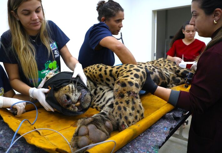 Animal está sob cuidados veterinários no Cras