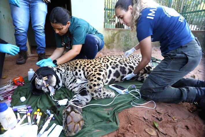 Animal passou por reabilitação no Cras