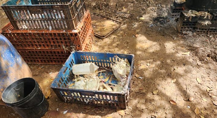 Polícia Fechou abatedouro clandestino