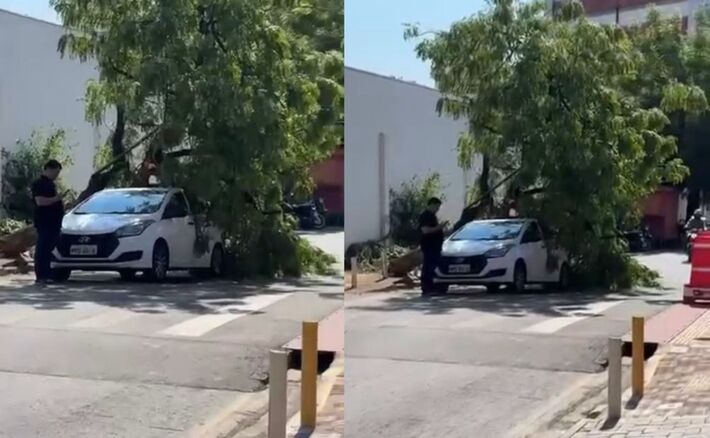 Carro destruído por árvore em MT.  