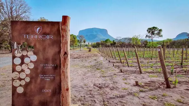 Vinícola localizada no município de Aquidauana (Imagem: Divulgação)