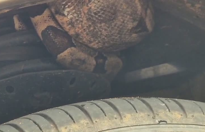 A PMA estava tentando remover a jiboia do carro até a publicação da matéria. Foto: cedida ao site