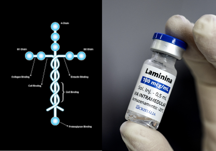 A polilaminina é uma proteína localizada na membrana basal das células. 