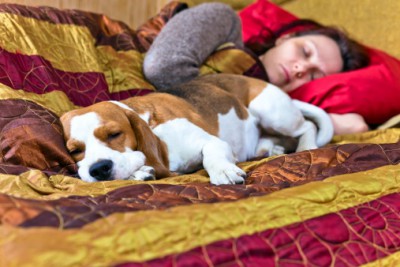 3 em cada 4 cães dormem com seus “pais”