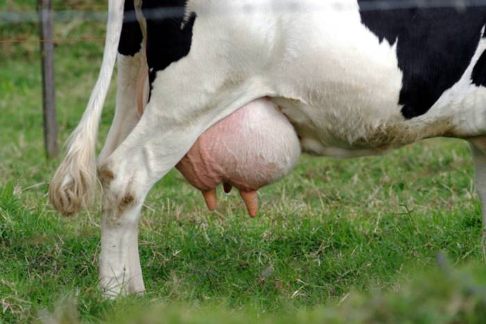 

Em cinco hectares, o produtor Ordalei Geraldi Benato possui 20 cabeças de vacas leiteiras, metade delas foram contaminadas pelo vírus da varíola bovina. Benato está se recuperando dos sintomas da doença. Ele conta que teve febre alta e precisou ser me
