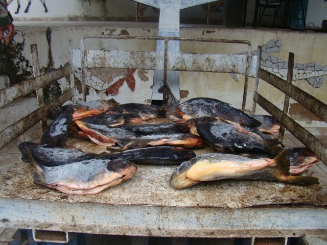  Pescado ilegal apreendido pela PMA em Corumbá<br />Foto: Assessoria