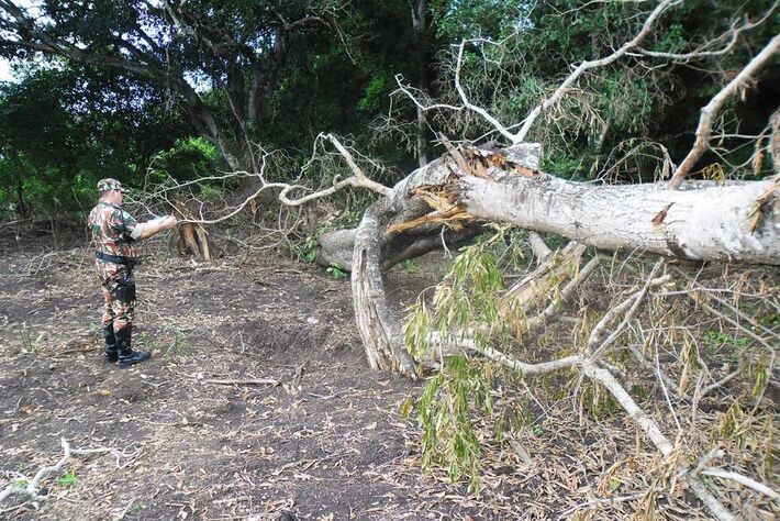  Árvores derrubadas para a construção de condomínio<br />Foto: Divulgação PMA