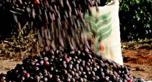 </p>
<p style="text-align: justify;">A produção de café (arábica e conilon) em 2014 registrou queda de 7,7 por cento na comparação com a temporada anterior devido a seca e a colheita foi de 45,3 milhões de sacas, segundo a Companhia Nacional de Abastecim