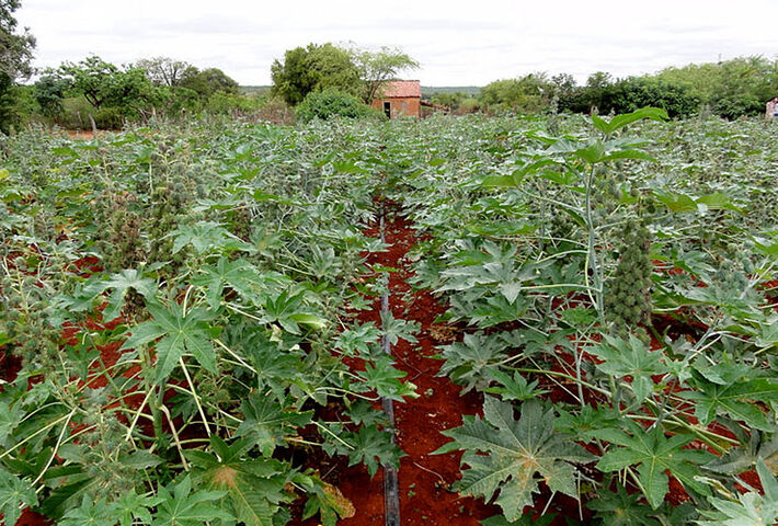 Foto: Blog Pesquisa Agrícola
