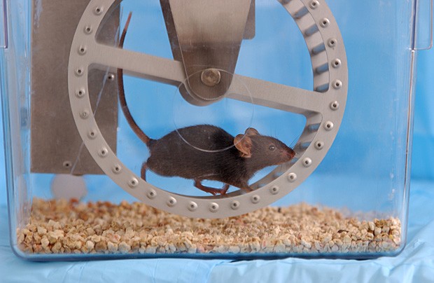 Camundongo se exercita para experimentar efeito de droga metabólica em teste (Foto: Instituto Salk)